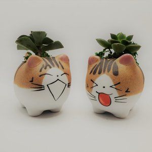Echeveria Succulents in Cat Planters, Set of 2